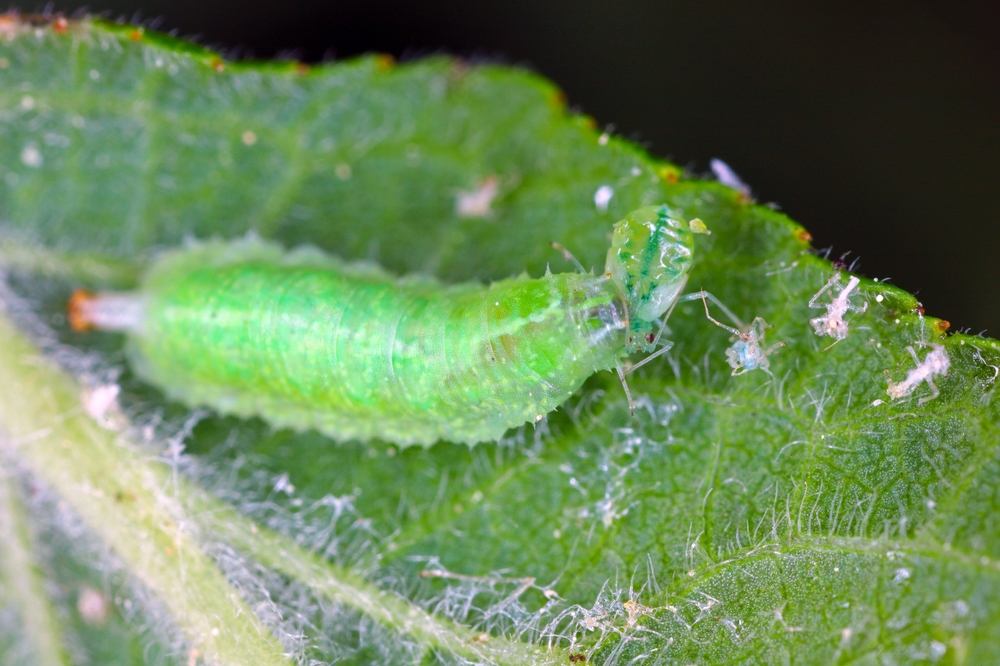 Larva pestřenky spořádá stovky mšic