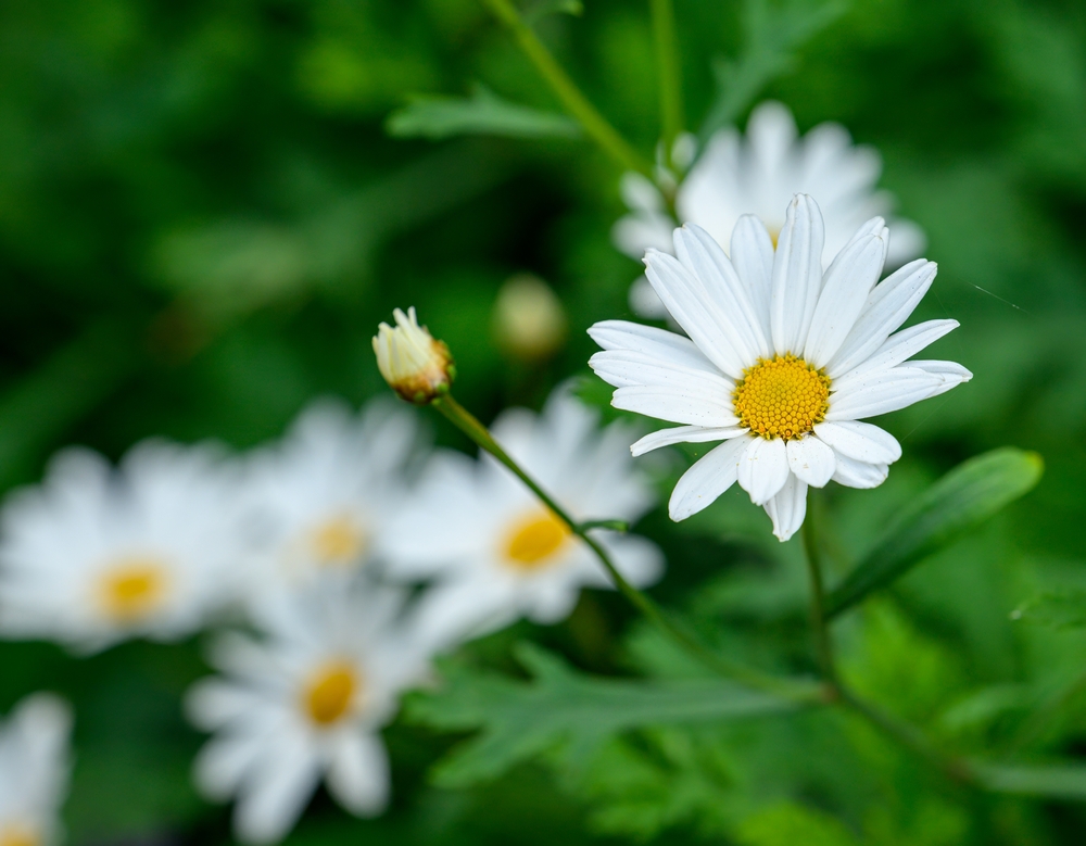 Kopretiky pestřenkám chutnají