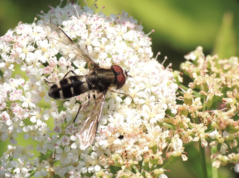 Pestřenka hrušňová
